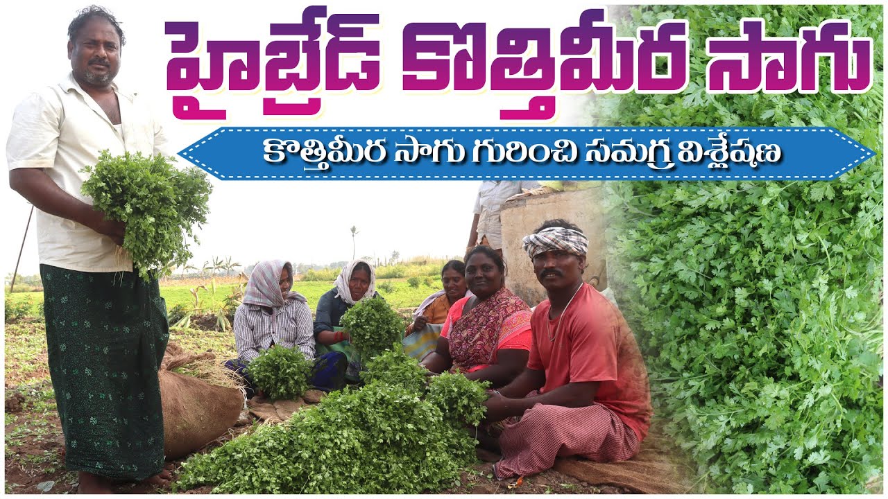 కొత్తిమీర సాగు గురించి పూర్తి వివరాలు | Coriander Cultivation Complete Details | AgriTech Telugu