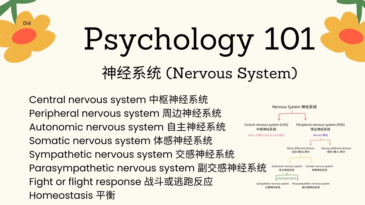 Psychology101|神经系统 (Nervous System)