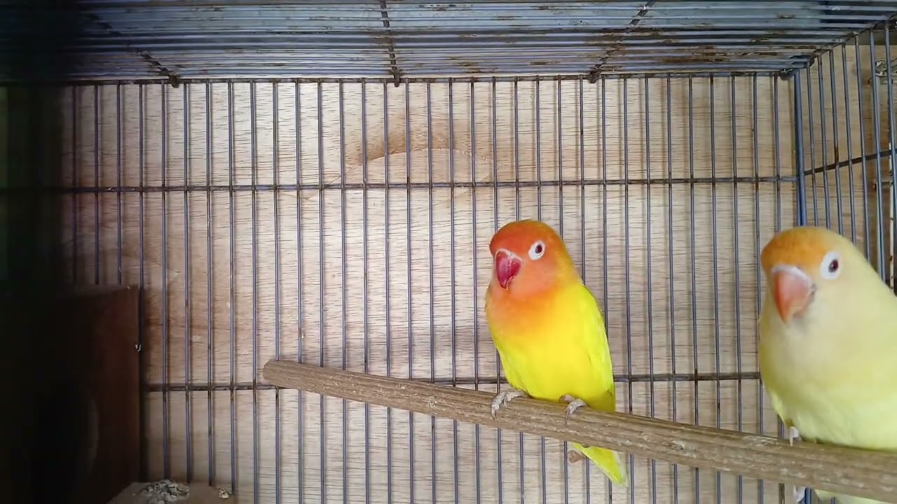 JANGAN PERNAH JODOHKAN LOVEBIRD PF (PALE FALLOW) DENGAN INO ATAU DUN FALLOW