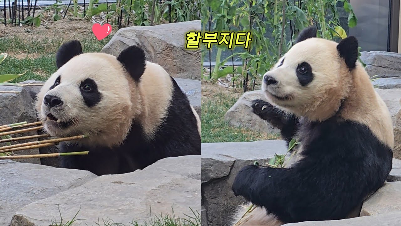 [ep.810]선녀탕 들어간 후이 밥챙겨주러 나오신 할부지♡좋아하는 할부지를 보는 후이😊26.03.12