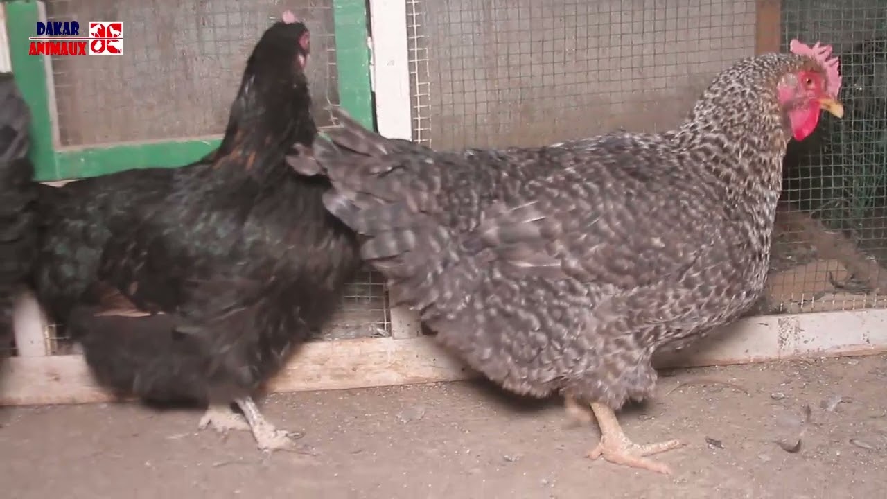 Top 5 des poulets de race les plus aimés des éleveurs (Diaby - paradis des oiseaux)