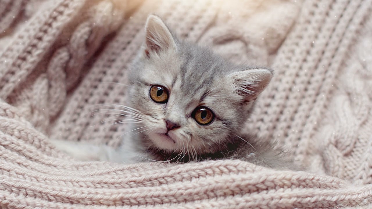 Healing Flute Music for Cats &ndash; Calming Kitten Melodies for Peaceful Sleep