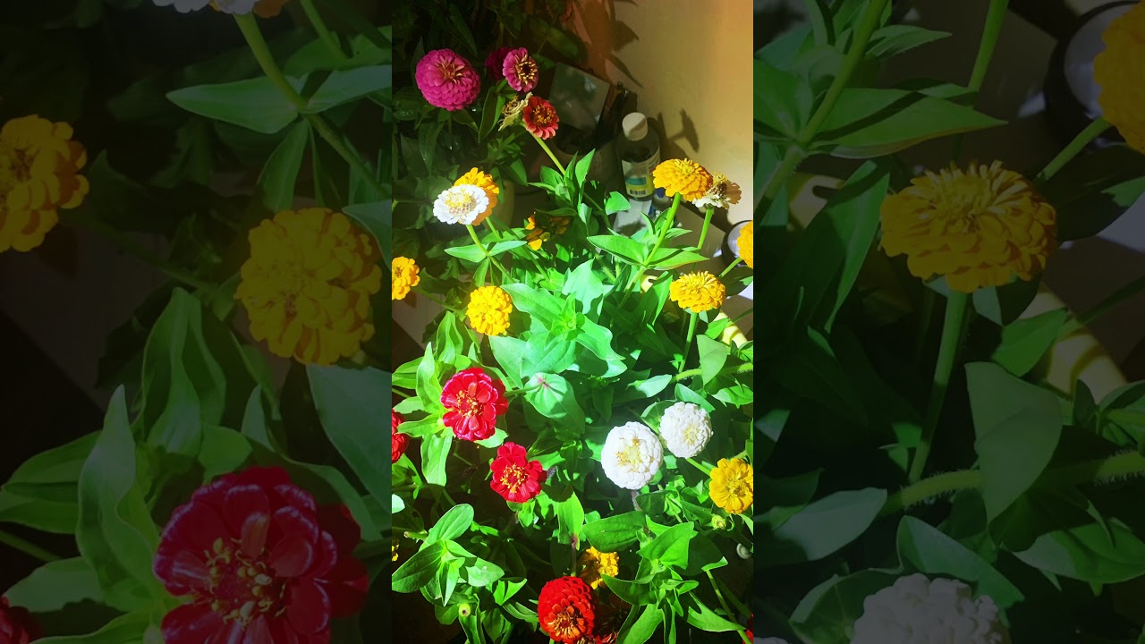 #beautiful #like #flowers #youtubeshorts