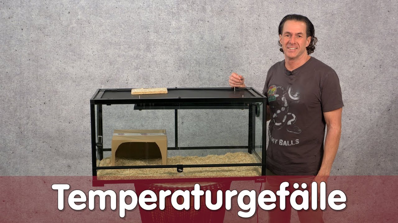 Reptil TV - Praxis - Temperaturgefälle