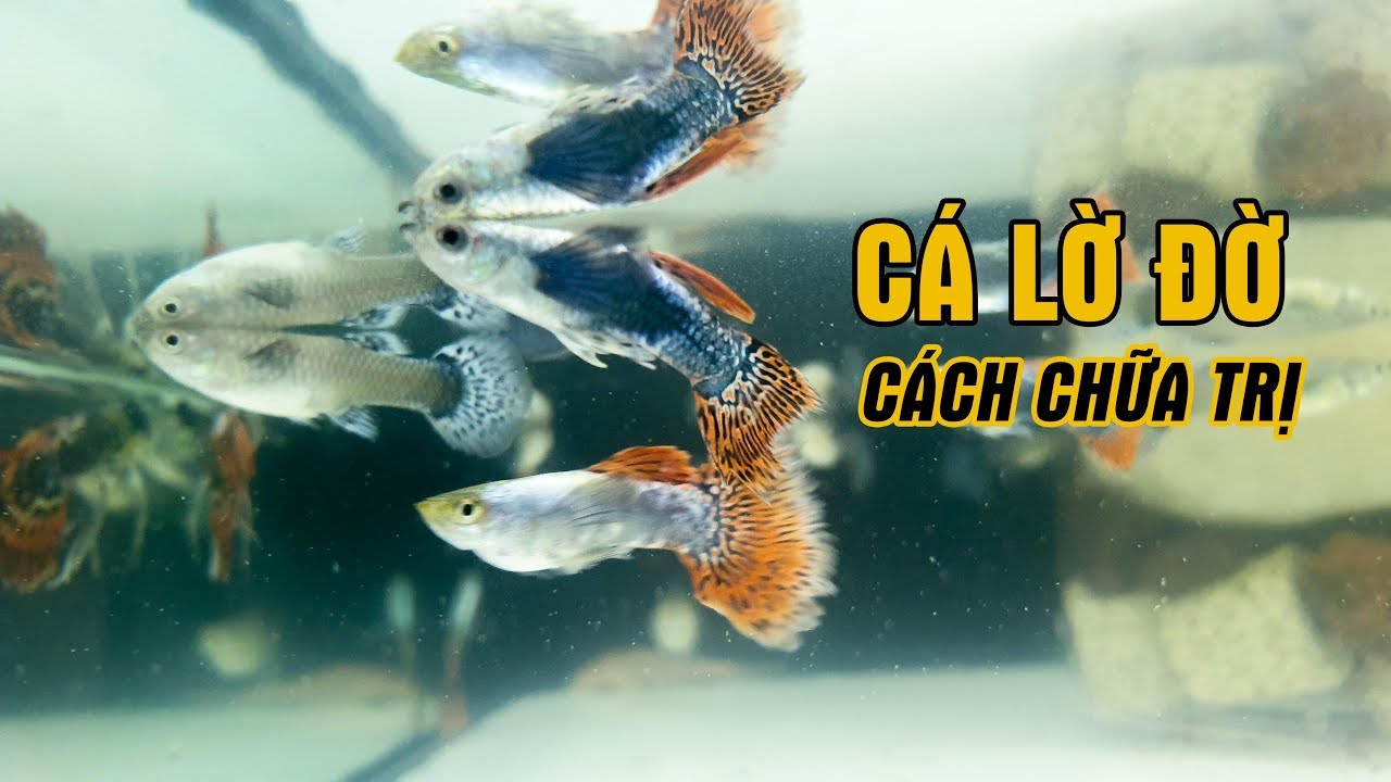 Cá lờ đờ trên mặt nước xử lý như thế nào