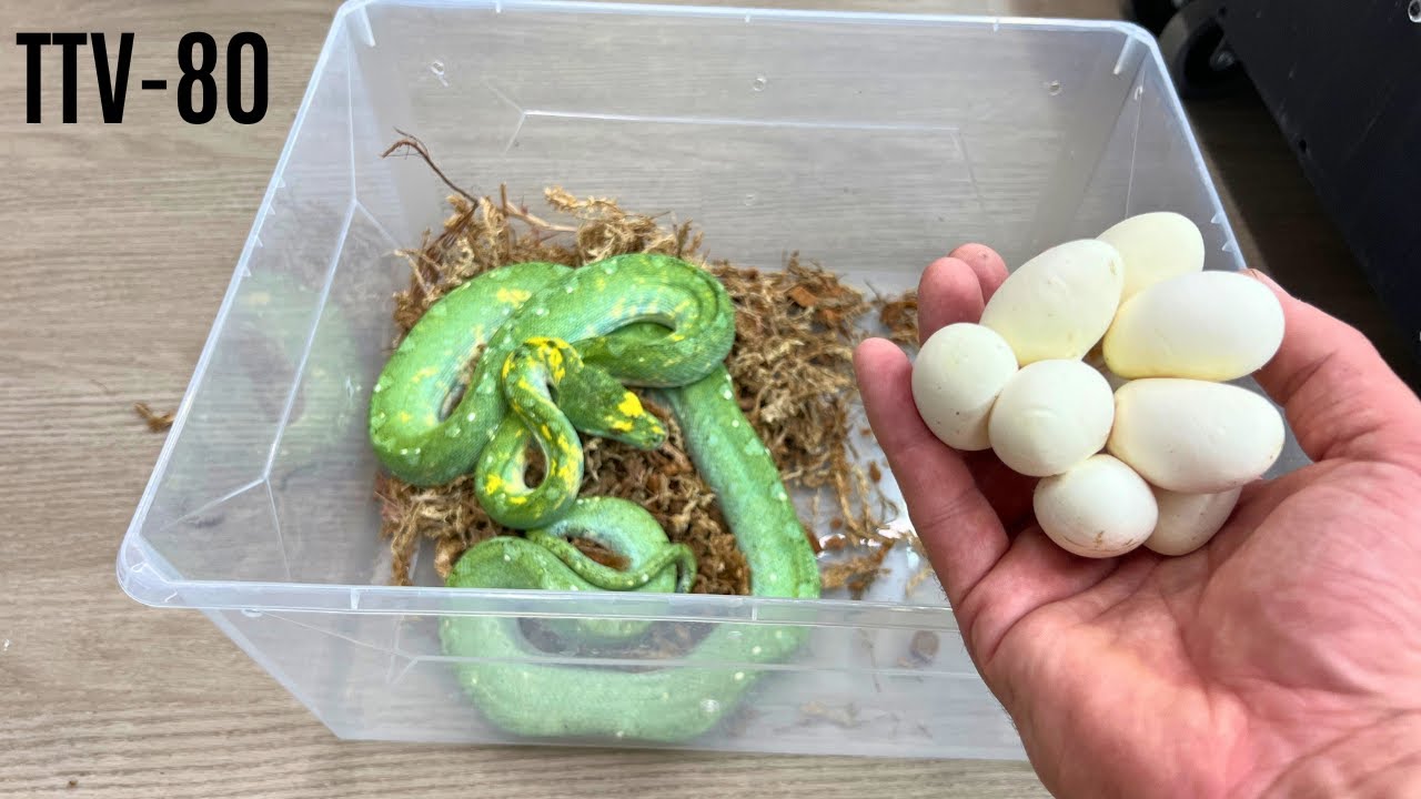 Pulling Green Tree Python Eggs | TTV-80