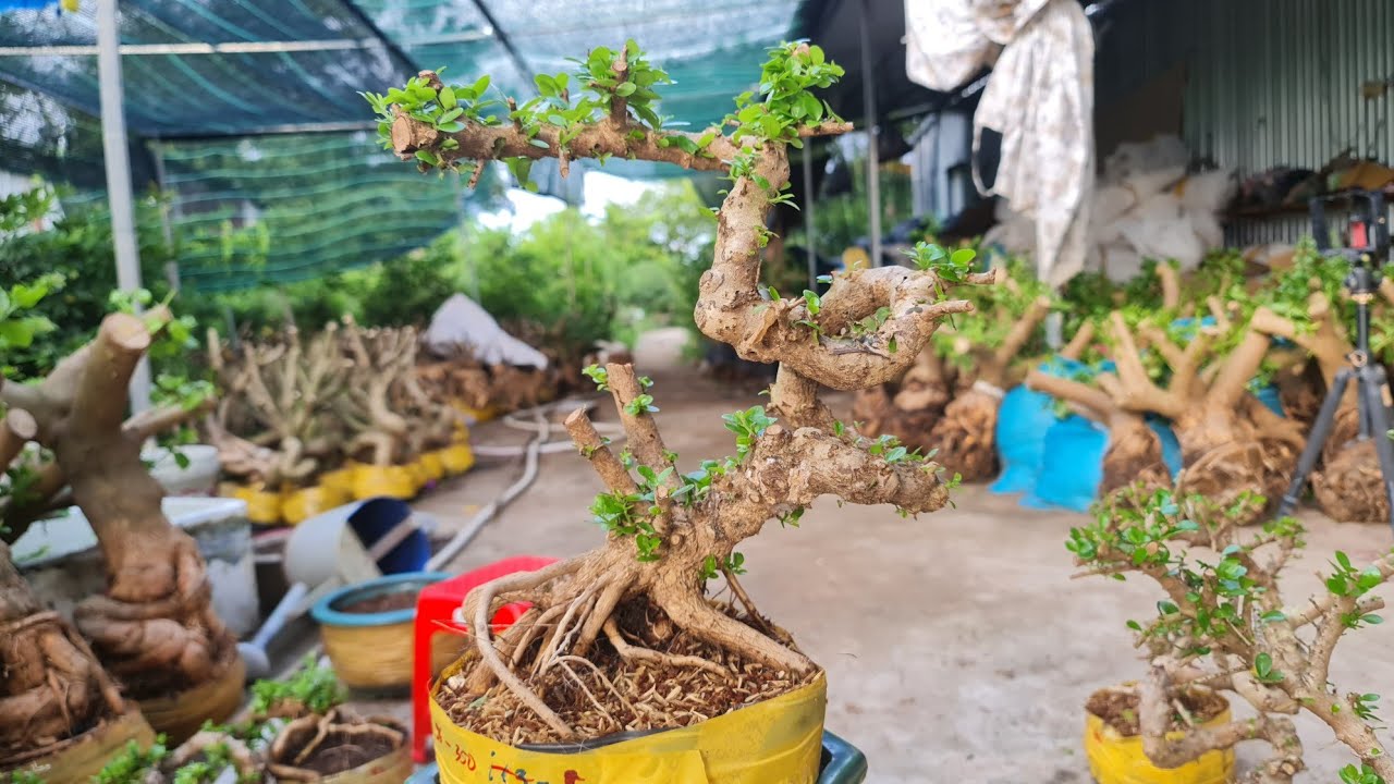 Sam núi trái đẹp giao lưu 20/7/2023 | Trí 0363579057