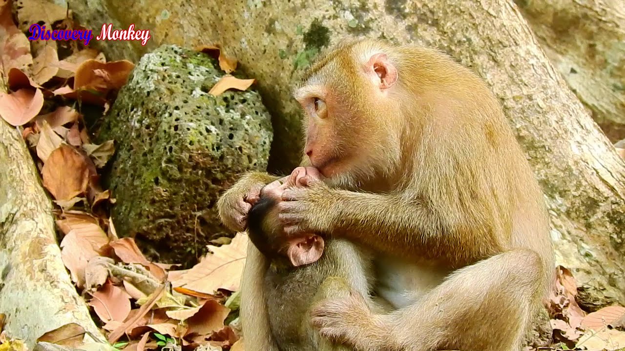 Oh, Adopted mom monkey Bonita is so bad comforting precious baby Rex. Poor baby Rex lost mom Rose.