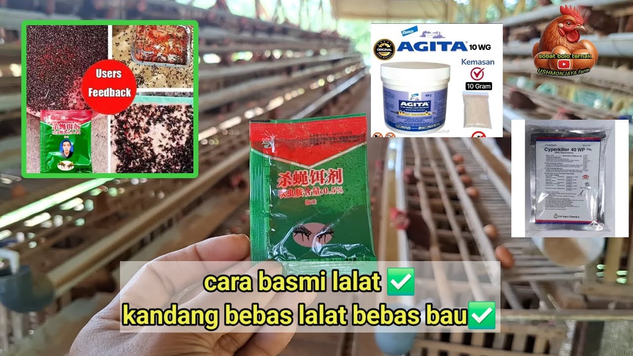 RAHASIA KANDANG BEBAS LALAT & BAU,..