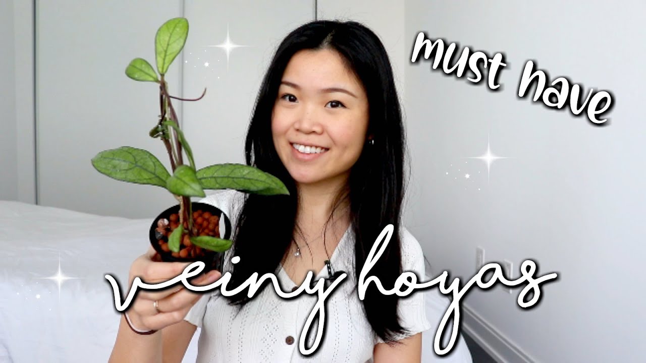 Veiny Hoyas You Need to Buy | 8 Types of Hoyas