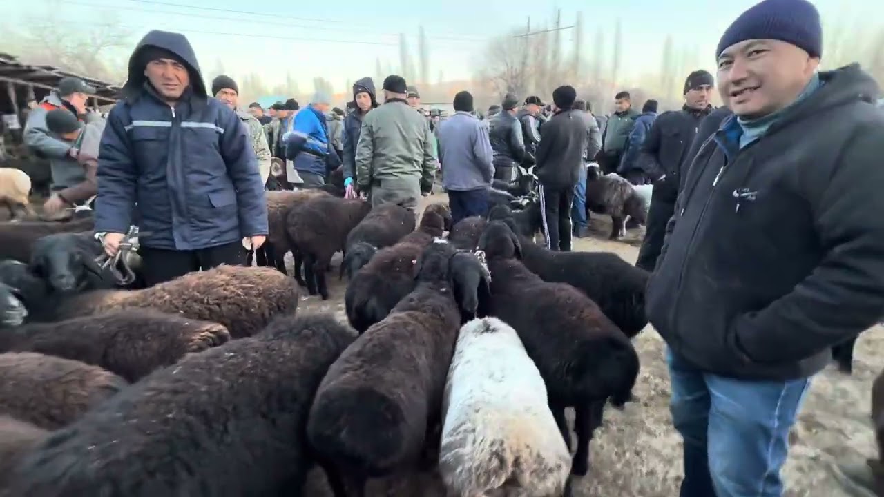 ANGREN MOL BOZORI QOYLAR QATORI 27.11.25 fermer.uz #fermeruz #molbozor #qochqorboqish #qochqor #qoyb