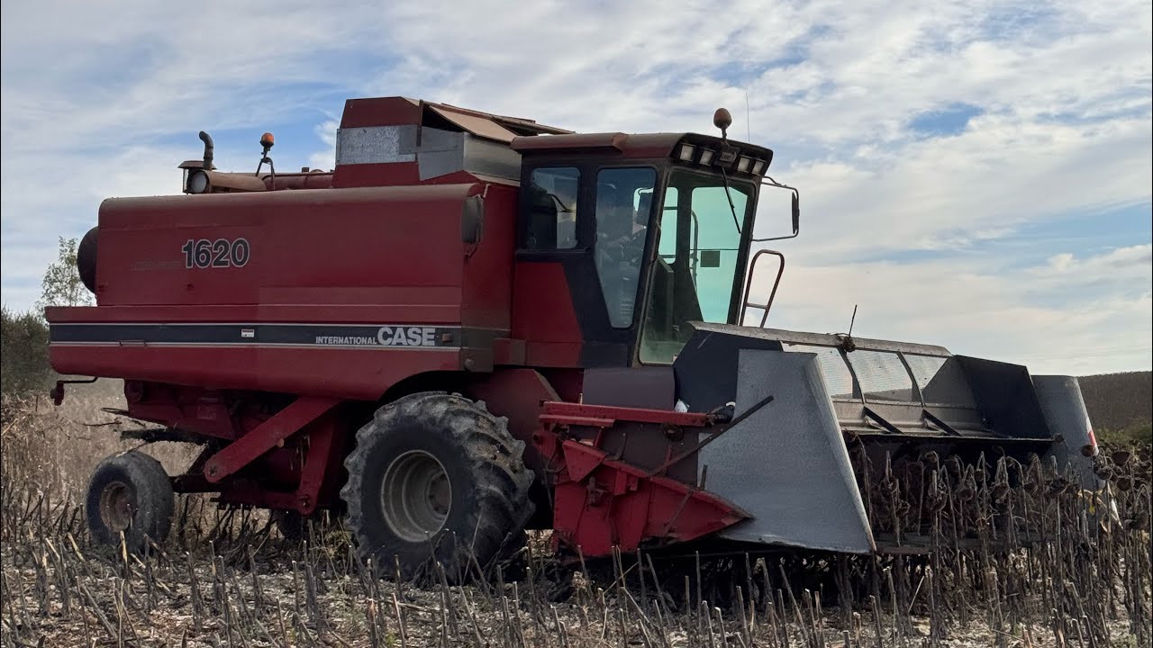 Moisson Tournesol 2024 case ih 1620