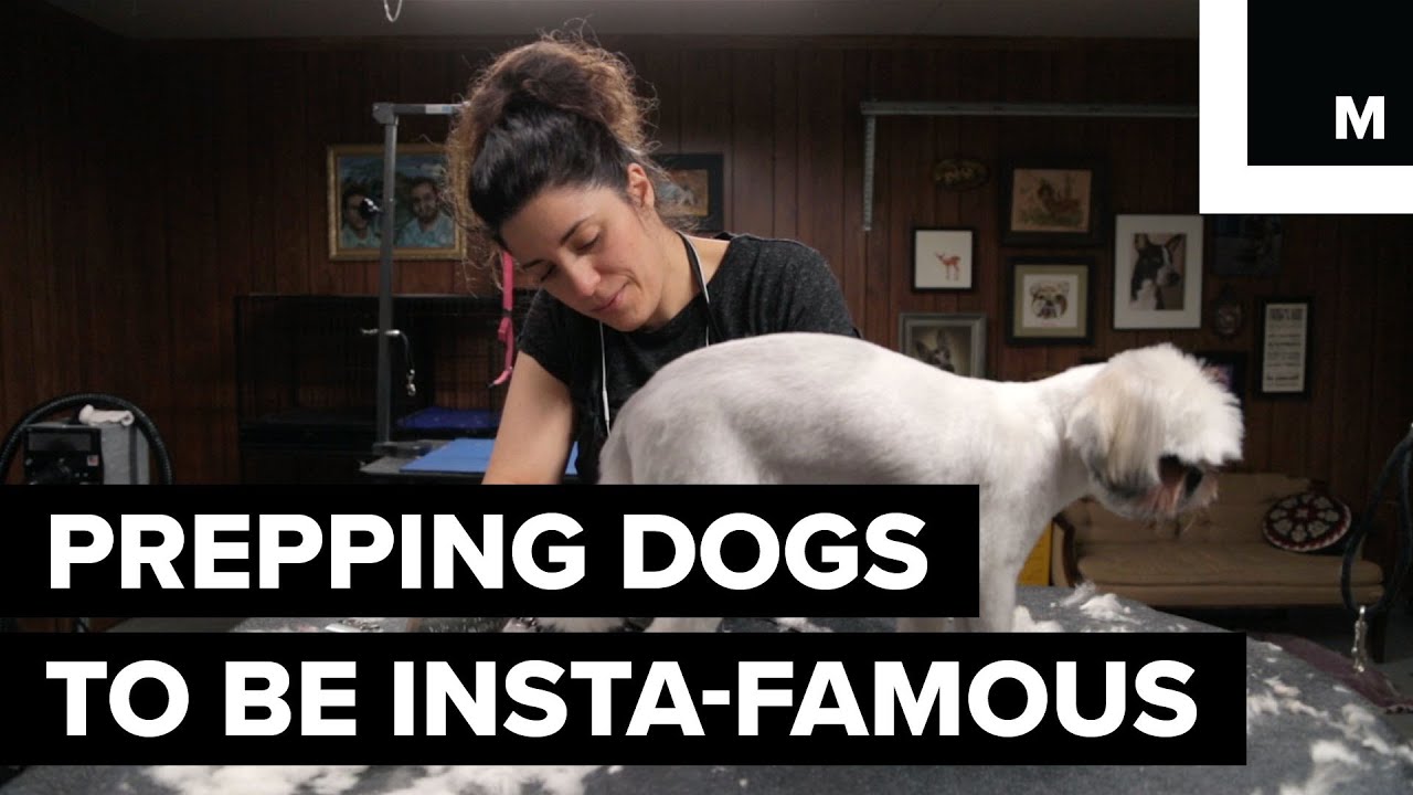 How to Instagram Dogs For a Living | How She Works