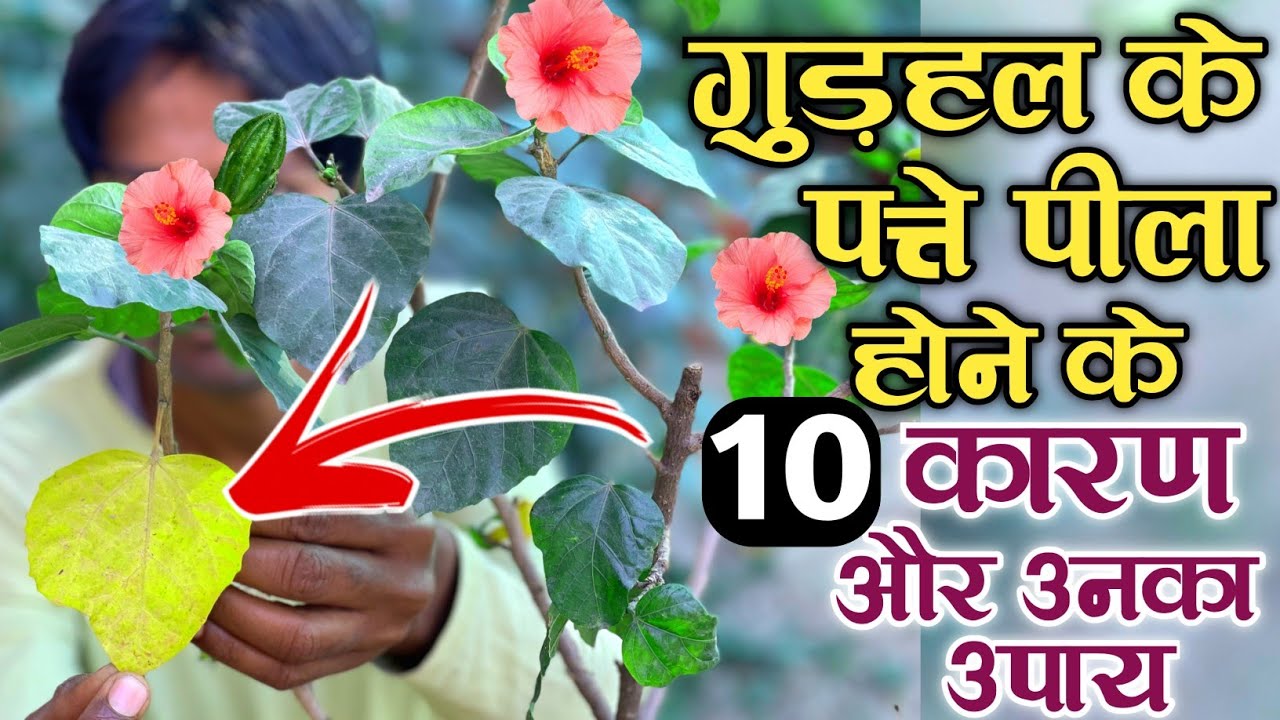 गुड़हल के पत्ते पीला होने के 10 कारण और उनका तुरंत समाधान | Reason For Yellow leaves in Hibiscus