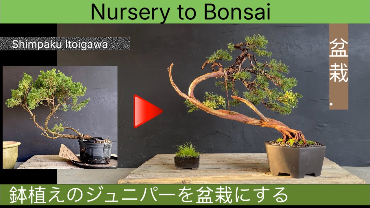 Neglected juniper now appreciated as bonsai