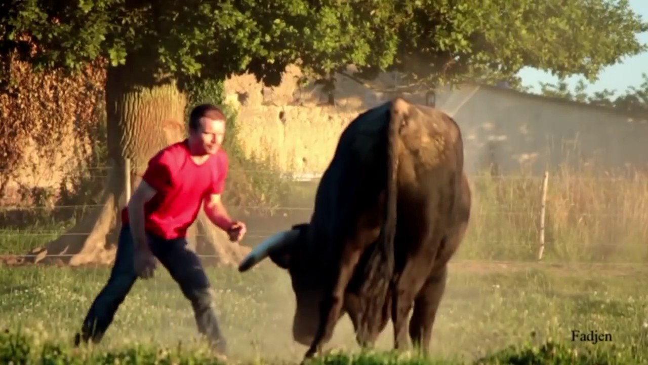 Un homme rentre dans le champ d'un taureau de corrida de plus de 700 kg .