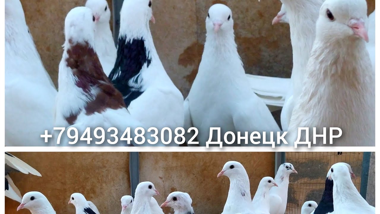 Голуби Бакинцы Донецк ДНР