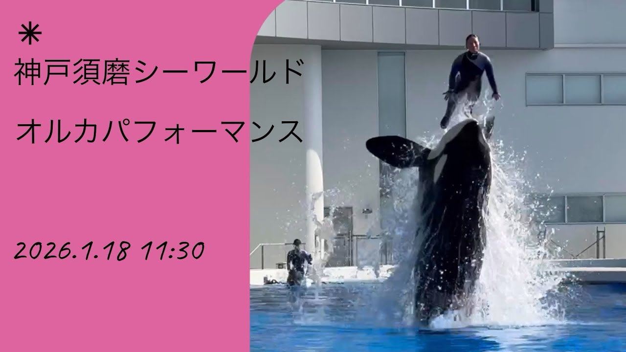 神戸須磨シーワールド　オルカパフォーマンス　2026.1.18 11:30