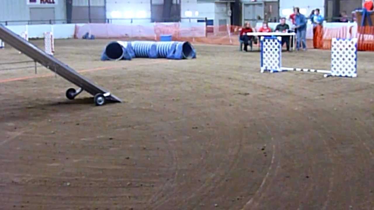 Scottish terrier running agility - AKC Excellent FAST: 02.26.2012