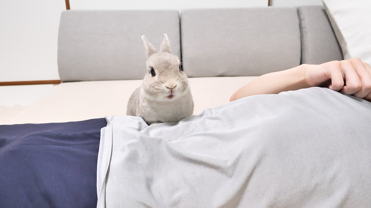 何度もアピールしてたのについに遊んでもらえないことが分かった時のうさぎさんの絶望の仕方が・・・ｗｗｗ
