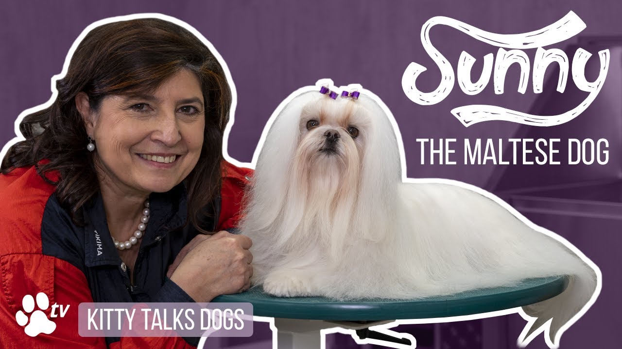 Grooming Sunny the long haired Maltese Dog | Kitty Talks Dogs - TRANSGROOM