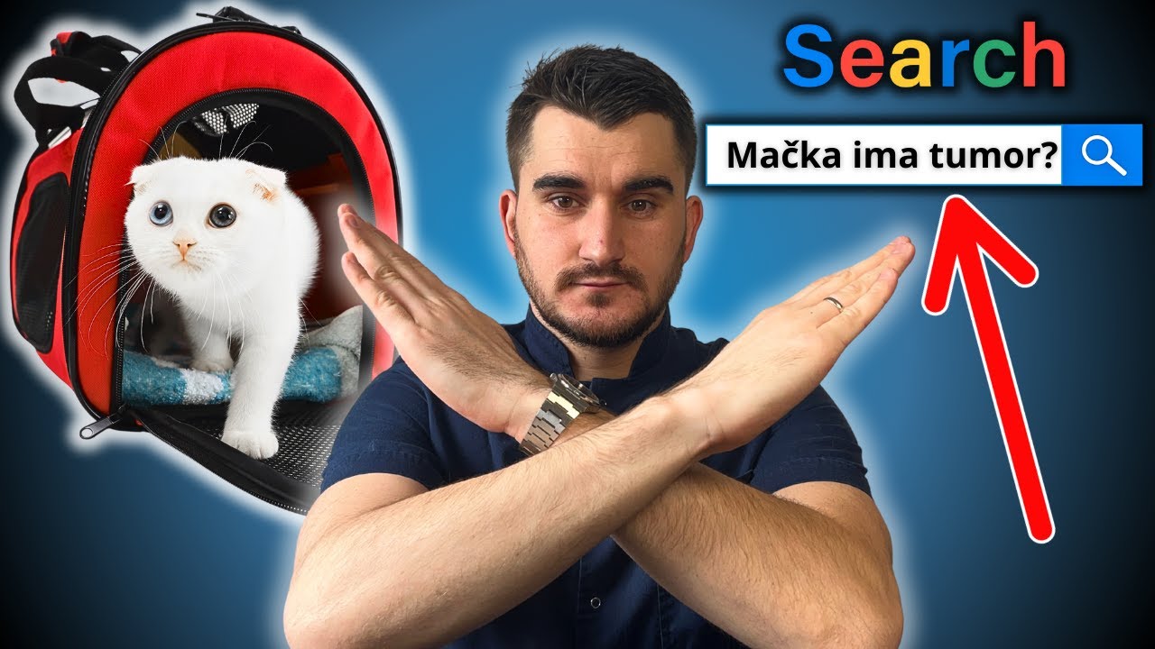 GOOGLE NIJE VETERINAR! (saveti za vlasnike mačaka)