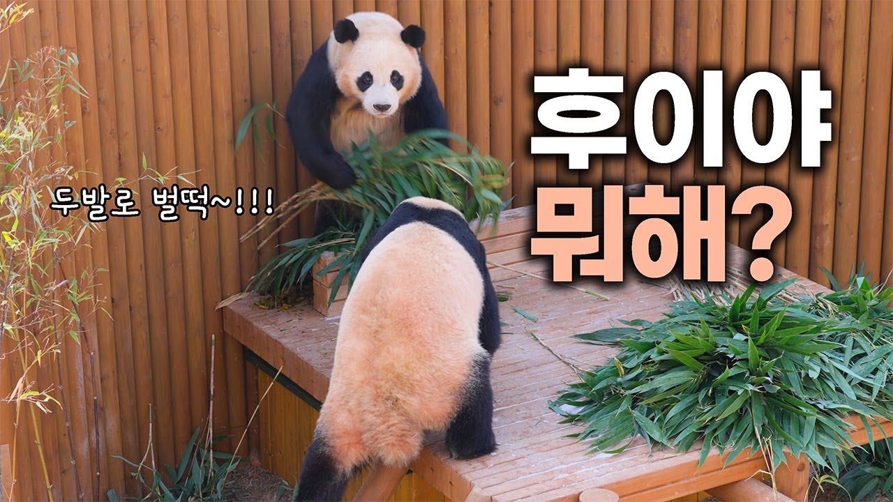 후이야 왜그래?! 맹수지만 귀엽기만 한 막둥이 🤣❤️  I Hui, what's up with?! Hui is a beast, but actually a cute youngest