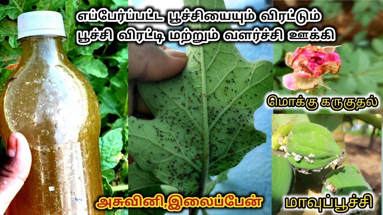எல்லா வித பூச்சியையும் ஓட ஓட விரட்டும் இயற்கை பூச்சி விரட்டி || Homemade organic poochi viratti