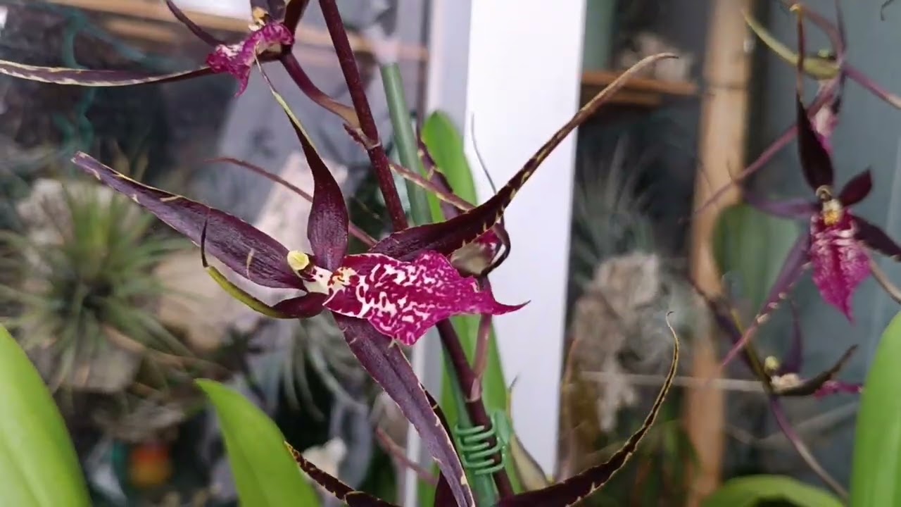 ORQUIDEAS miltassias y degarmoara princes🌿🍂🍁🌱😜🍁