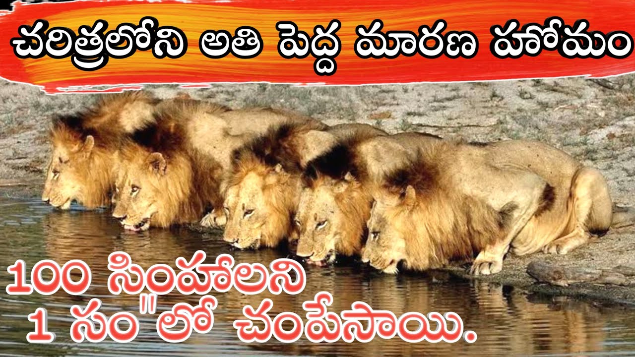 Mapogo Lion Coalition in Telugu | Greatest Lion Coalition in Telugu | Unique Praveen