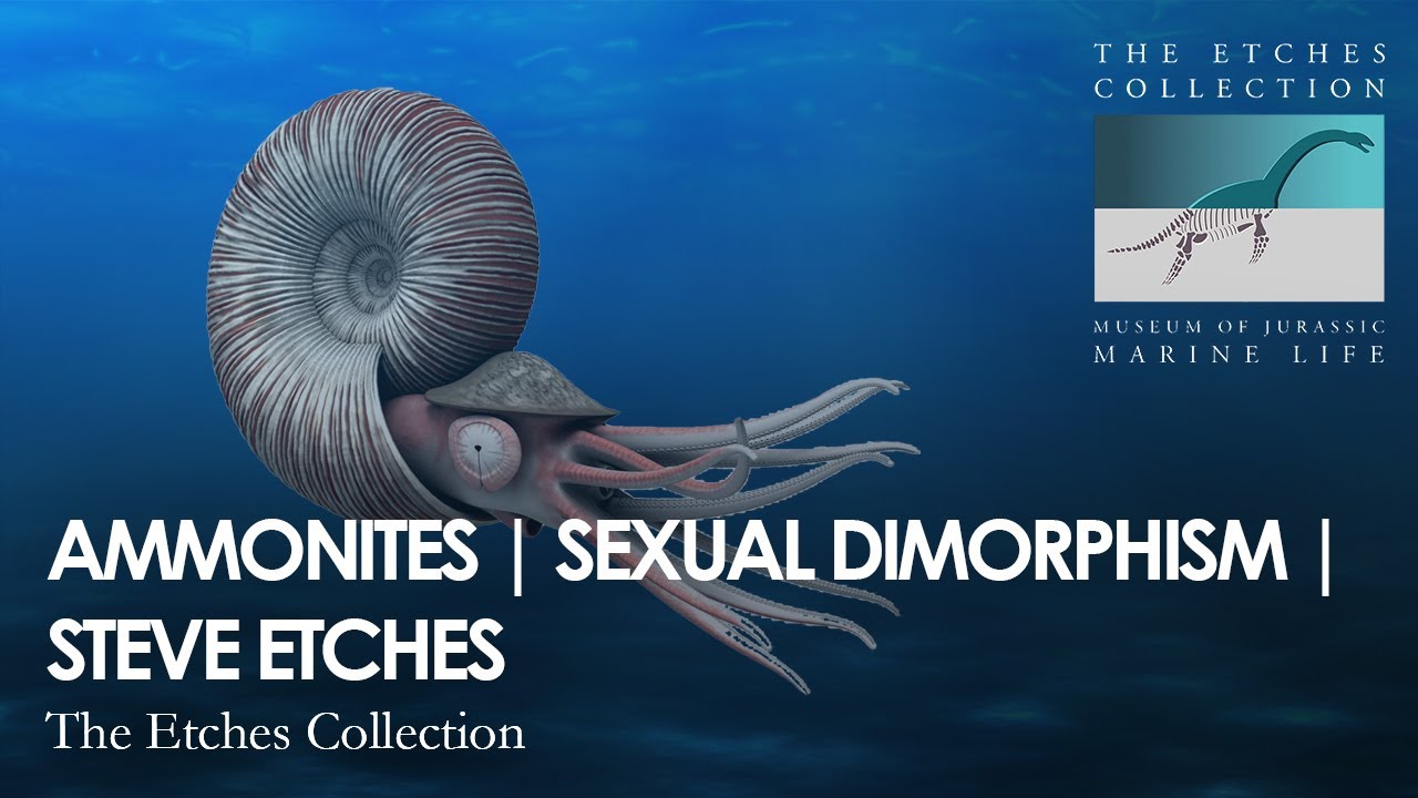 AMMONITES | SEXUAL DIMORPHISM | STEVE ETCHES