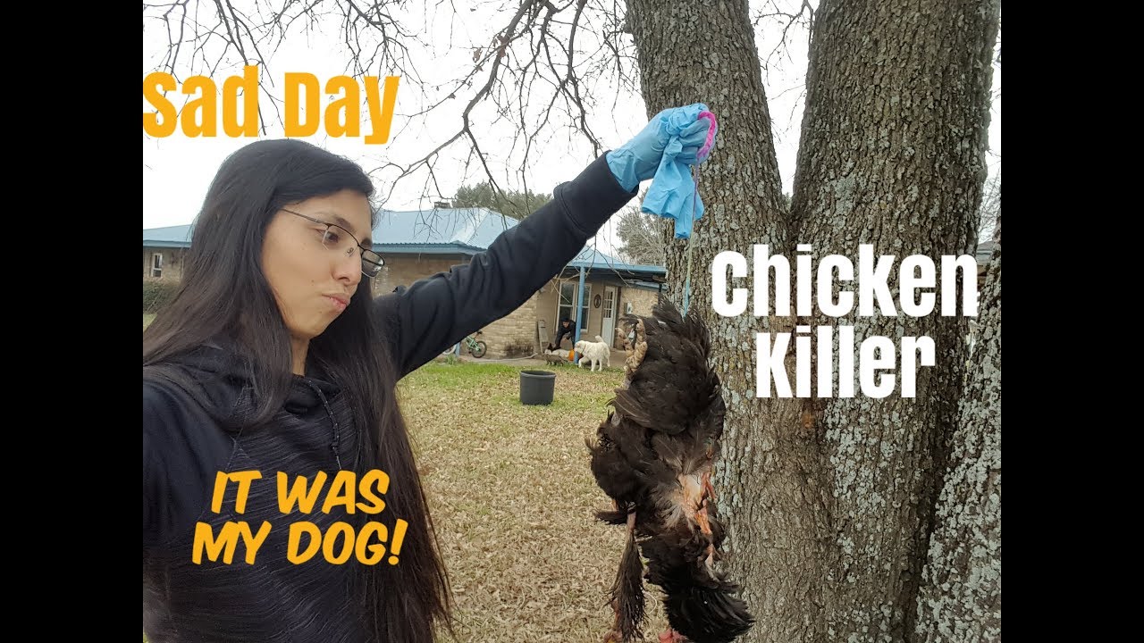 My Dog Killed My Chickens || How to Stop Your Dog From Killing Chickens