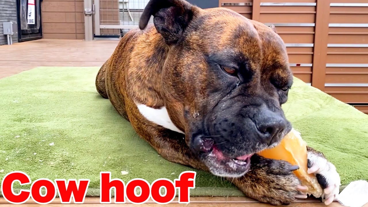 MUKBANG ASMR Dog eating Cow hoof【American Bully】