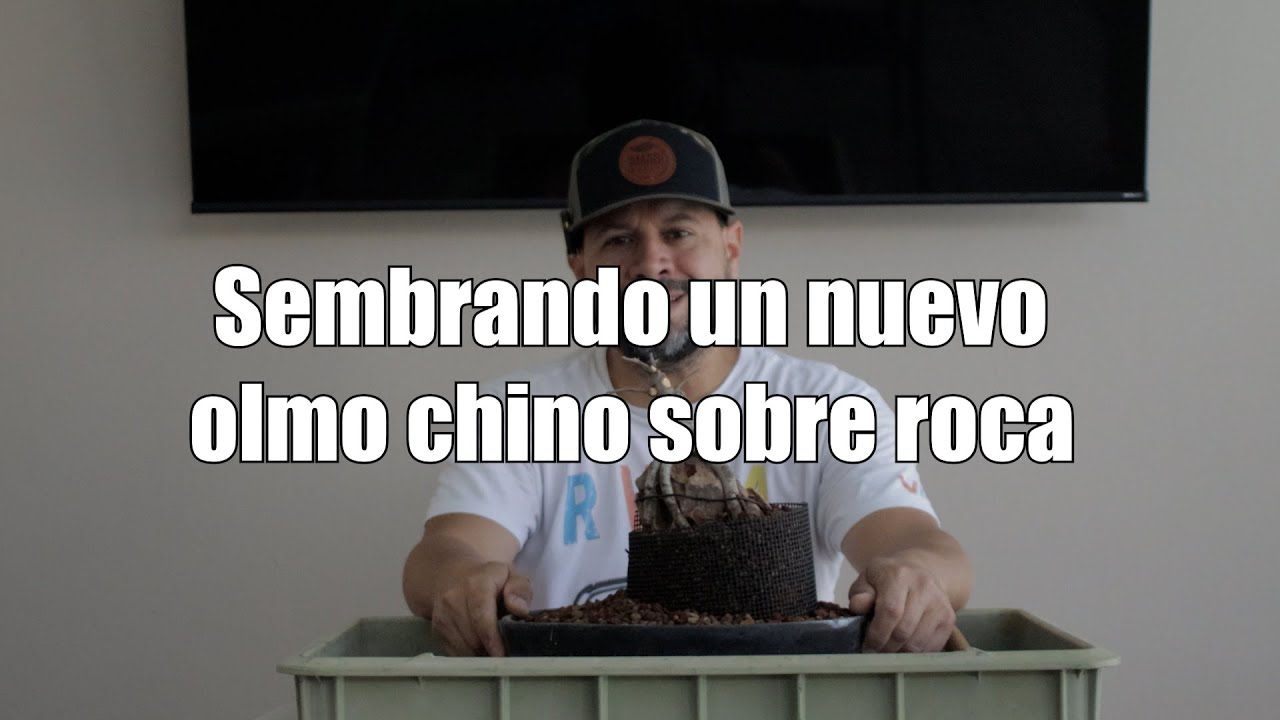 Sembrando un nuevo olmo chino sobre roca – Amabi Bonsai Tropical Puerto Rico