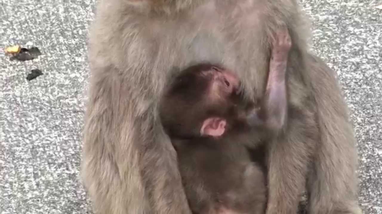 波勝崎苑の子猿201