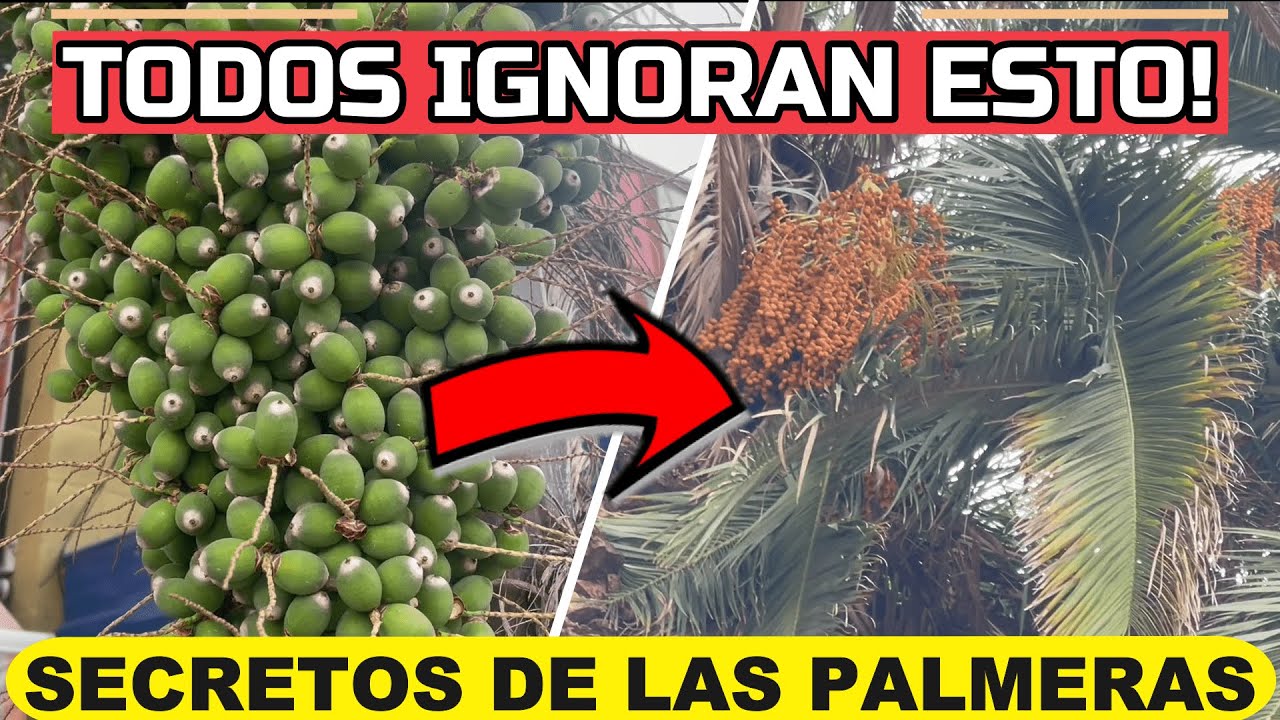 🌴Si Tienes PALMERAS Debes Ver Este VÍDEO!🌴La Mayoría IGNORA ESTO!