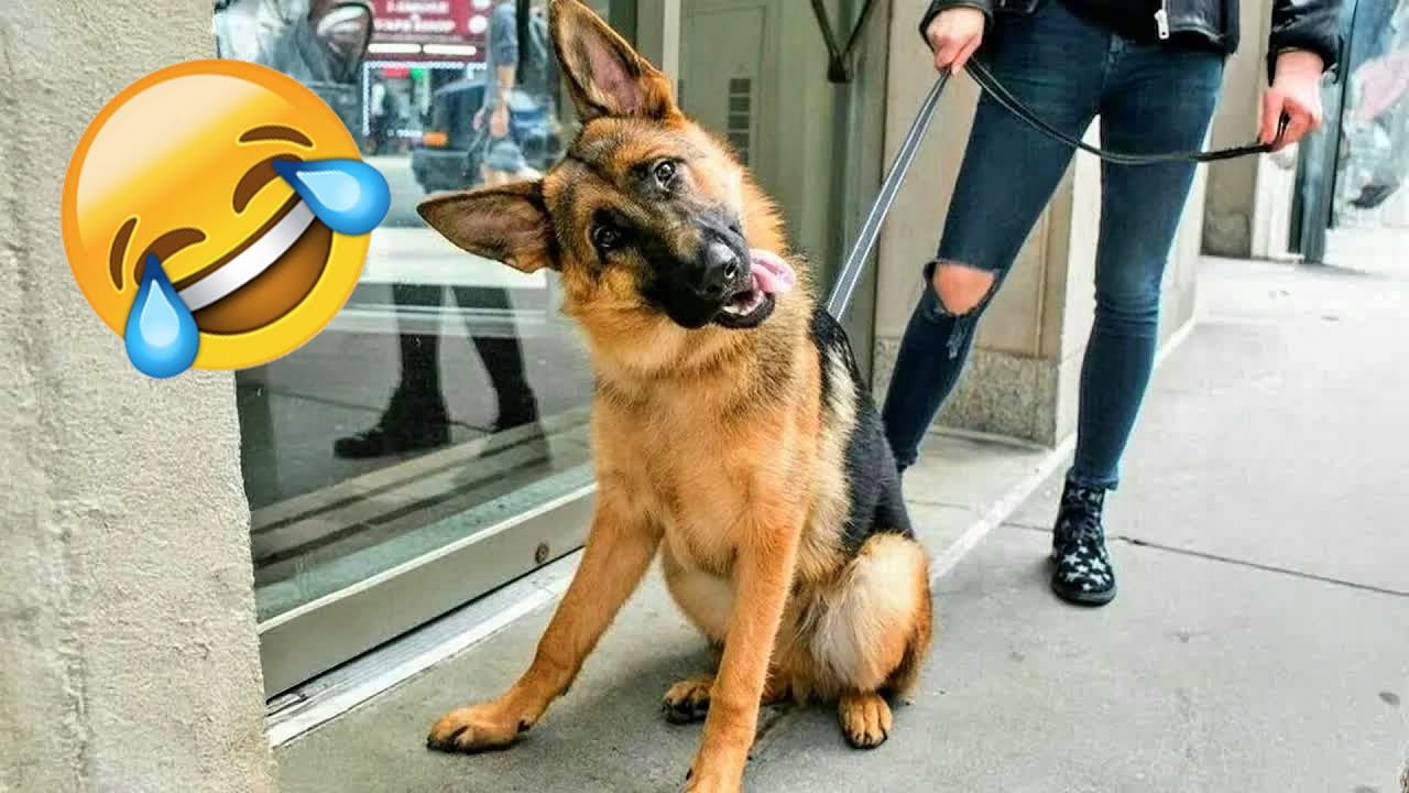 🍝 Funniest Animal Videos 😂 Silly & Dramatic Pets Caught on Camera 🐾 ❄️ #funny_cats #catvideos
