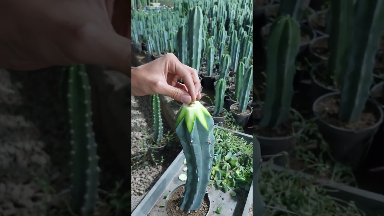 Ariocarpus grafting ‌‌‌ #cactus #ariocarpus