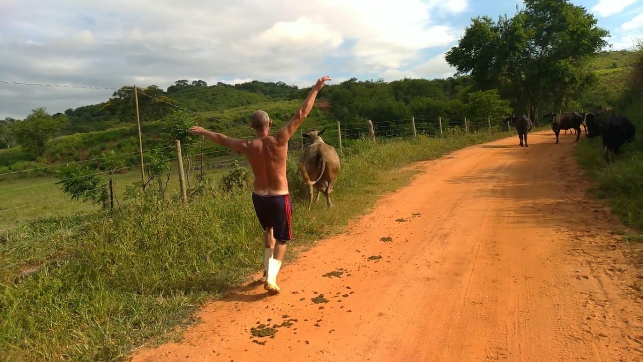 Levando as Vacas do Curral pro Pasto Pela Estrada Afora Após a Ordenha. A Bonita Quase me Jantou.
