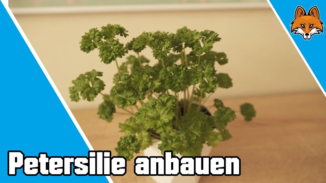 Petersilie anbauen und ernten f&uuml;r drinnen und drau&szlig;en - Anleitung 🎍