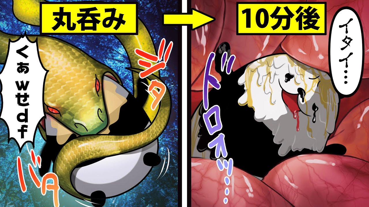 【アニメ】アナコンダに生きたまま飲み込まれるとどうなるのか？