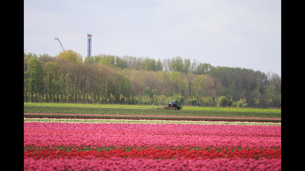 Gras schudden bij tulpen - Tedding the grass near tulips - Fendt 413 with Pottinger HIT 910N7 tedder