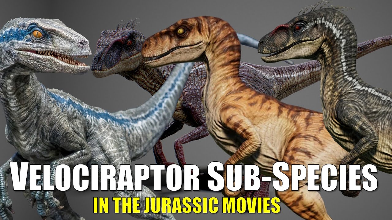 4 Subspecies or Breeds of Velociraptors in Jurassic Movies