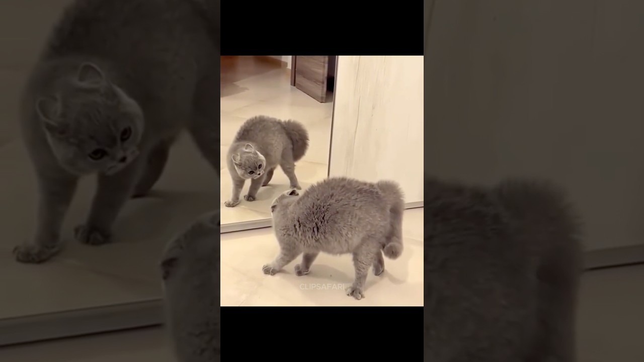 Cats vs Mirror 🪞🐱 | Funny Cat Moments