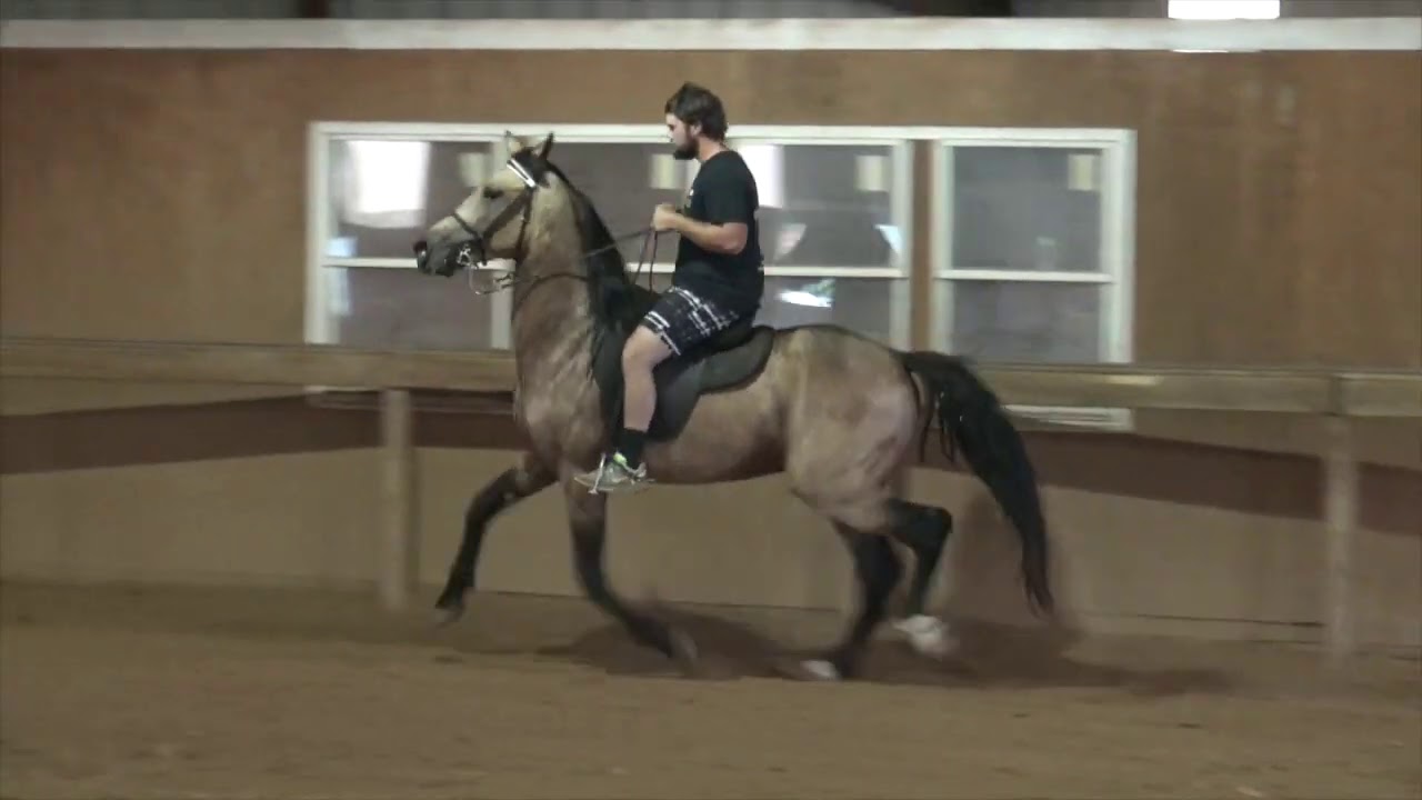 Buckskin Single Footing Stallion - Jacob Parks Horsemanship
