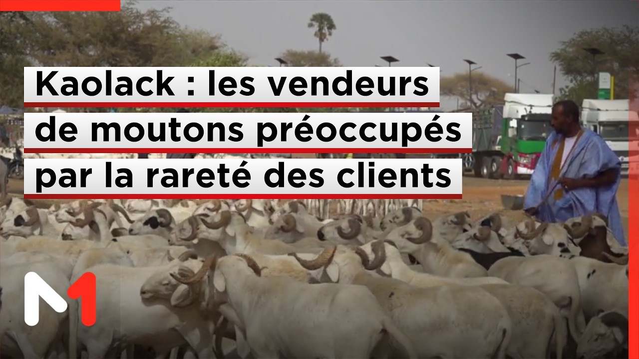 &Agrave; Kaolack, les vendeurs de moutons pr&eacute;occup&eacute;s par la raret&eacute; des clients &agrave; l&rsquo;approche de la Tabaski