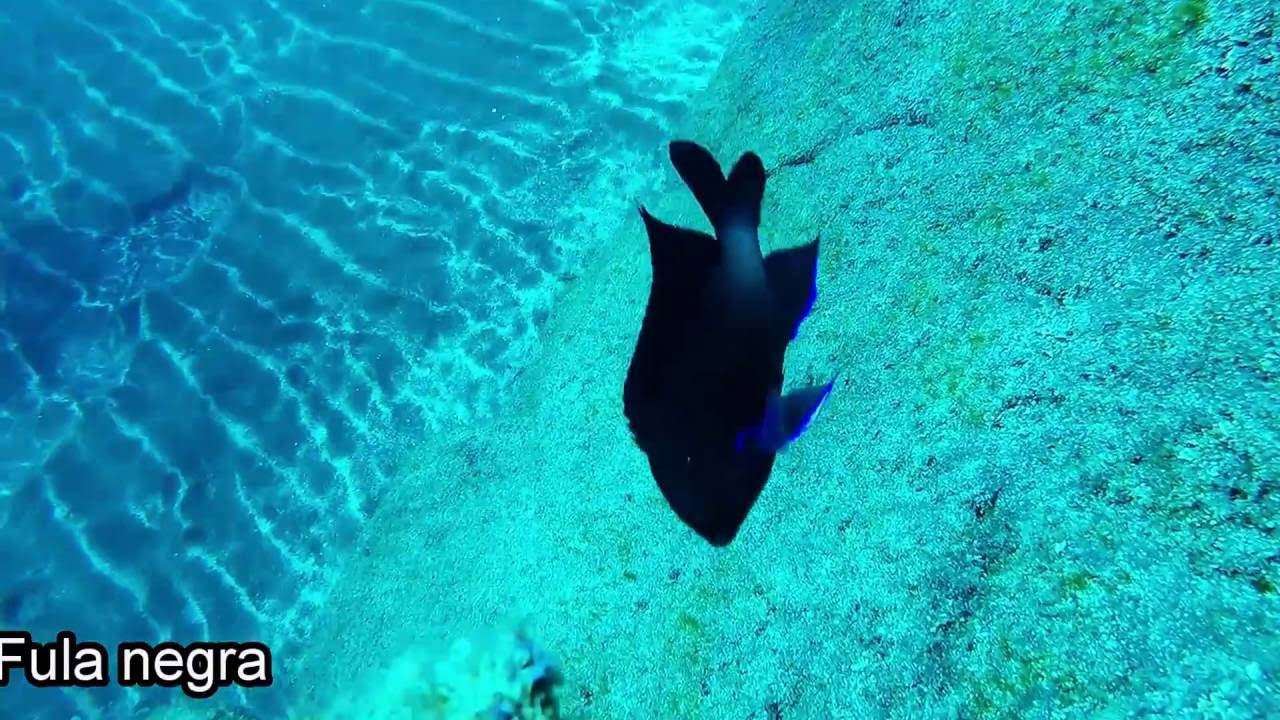 FAUNA MARINA DE CANARIAS II