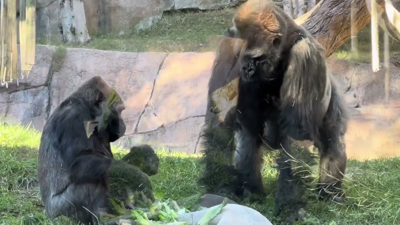 🦍The Winston Family❤️ ~ San Diego Zoo Safari Park ~ 12/10/2023