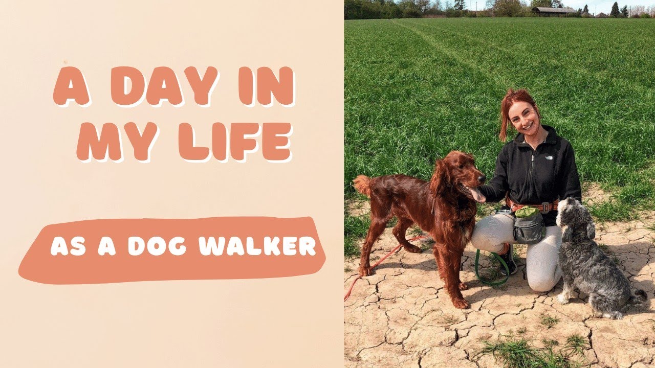 A day in the life as a dog walker: DOGVLOG