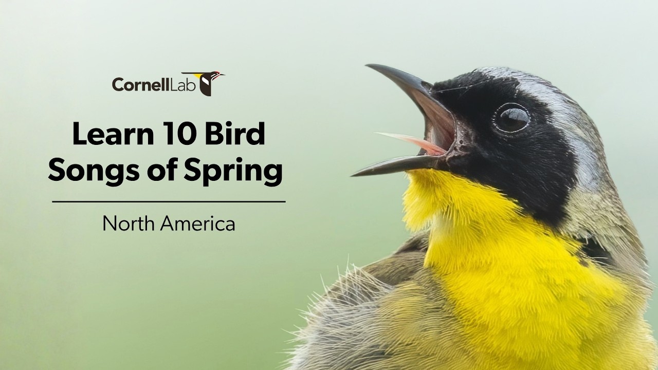Learn 10 Bird Songs of Spring&mdash;Common Species Across North America